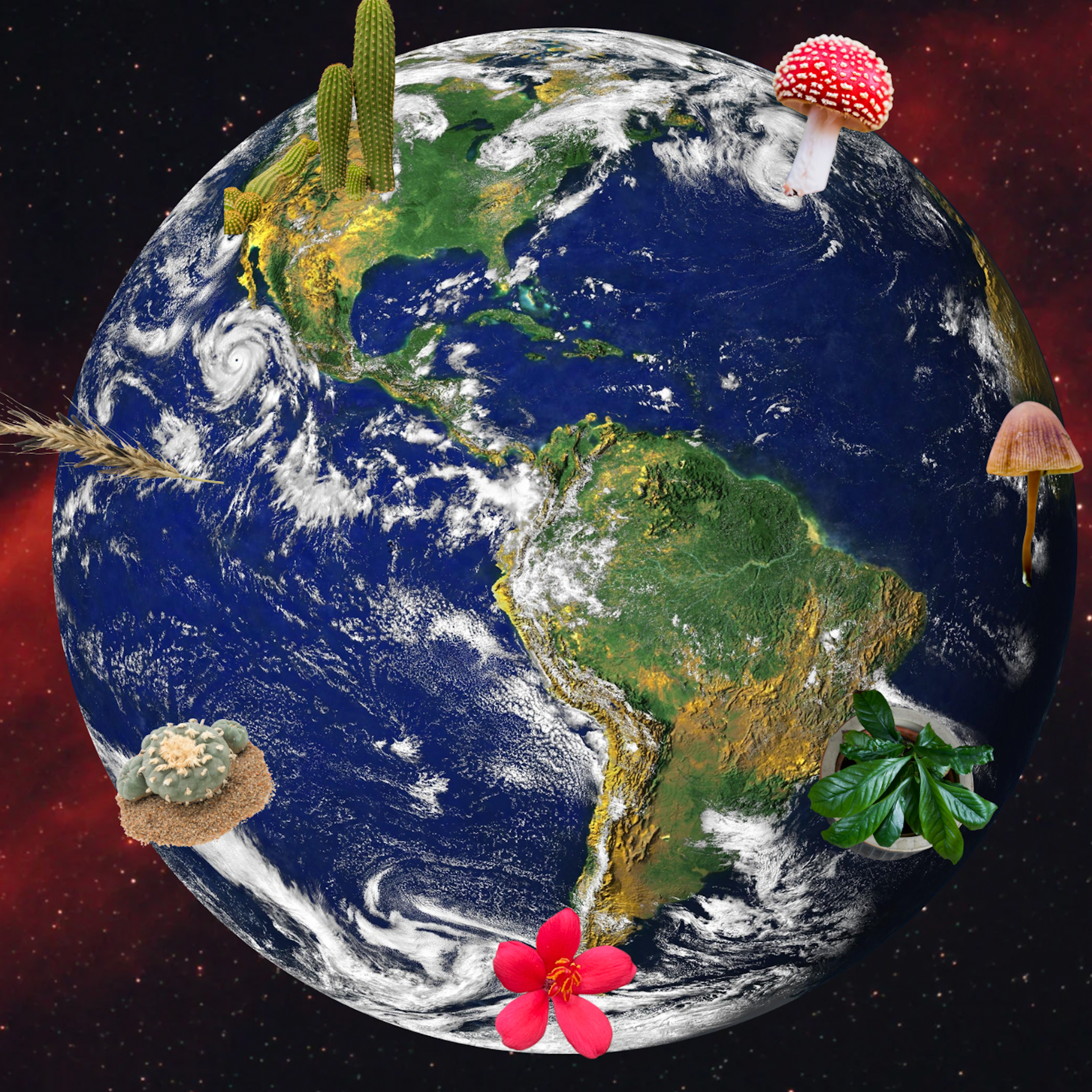Collage of plants and fungi over an image of planet Earth