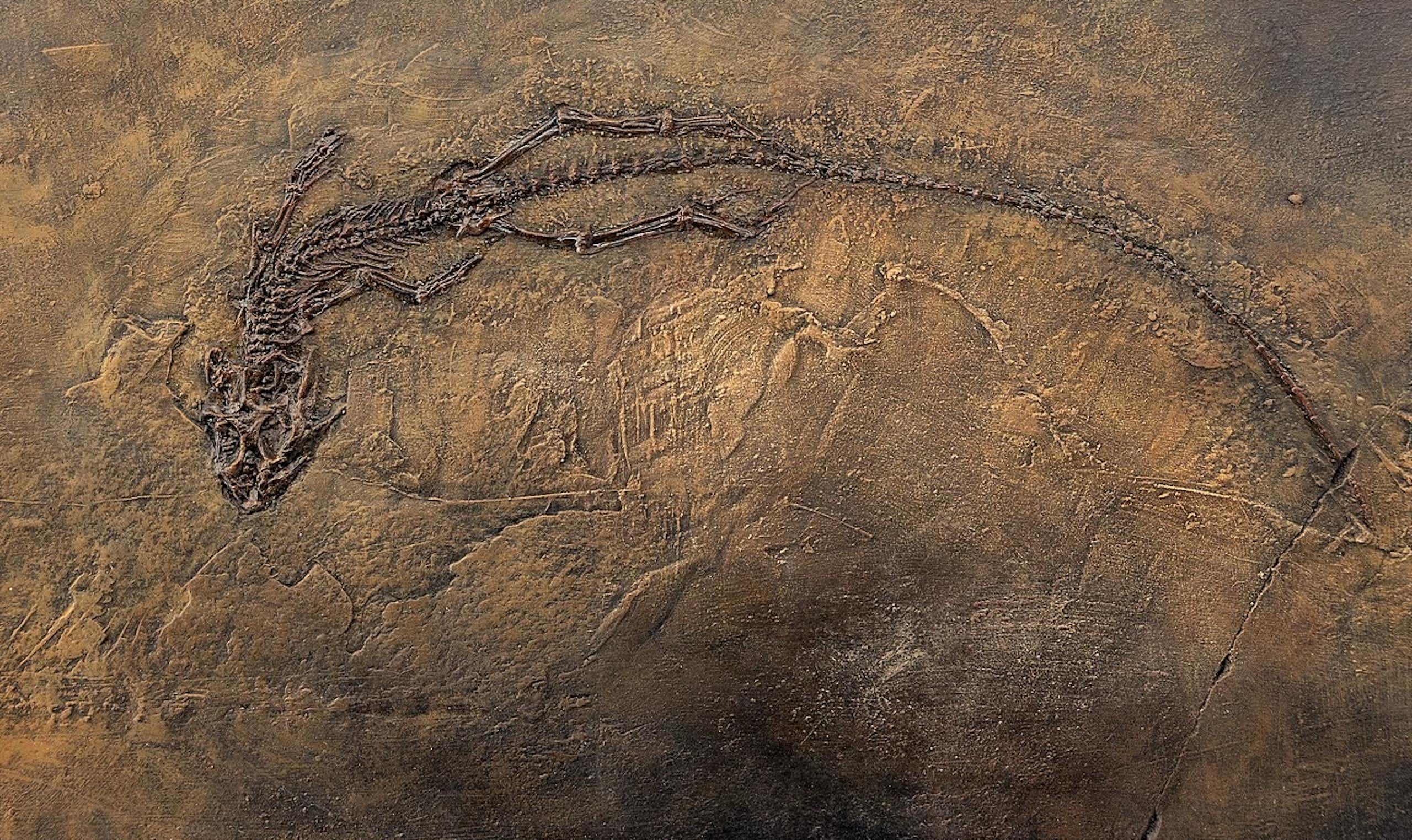 L’« effet Lazare », ou quand certains êtres vivants ressurgissent après des millions d’années