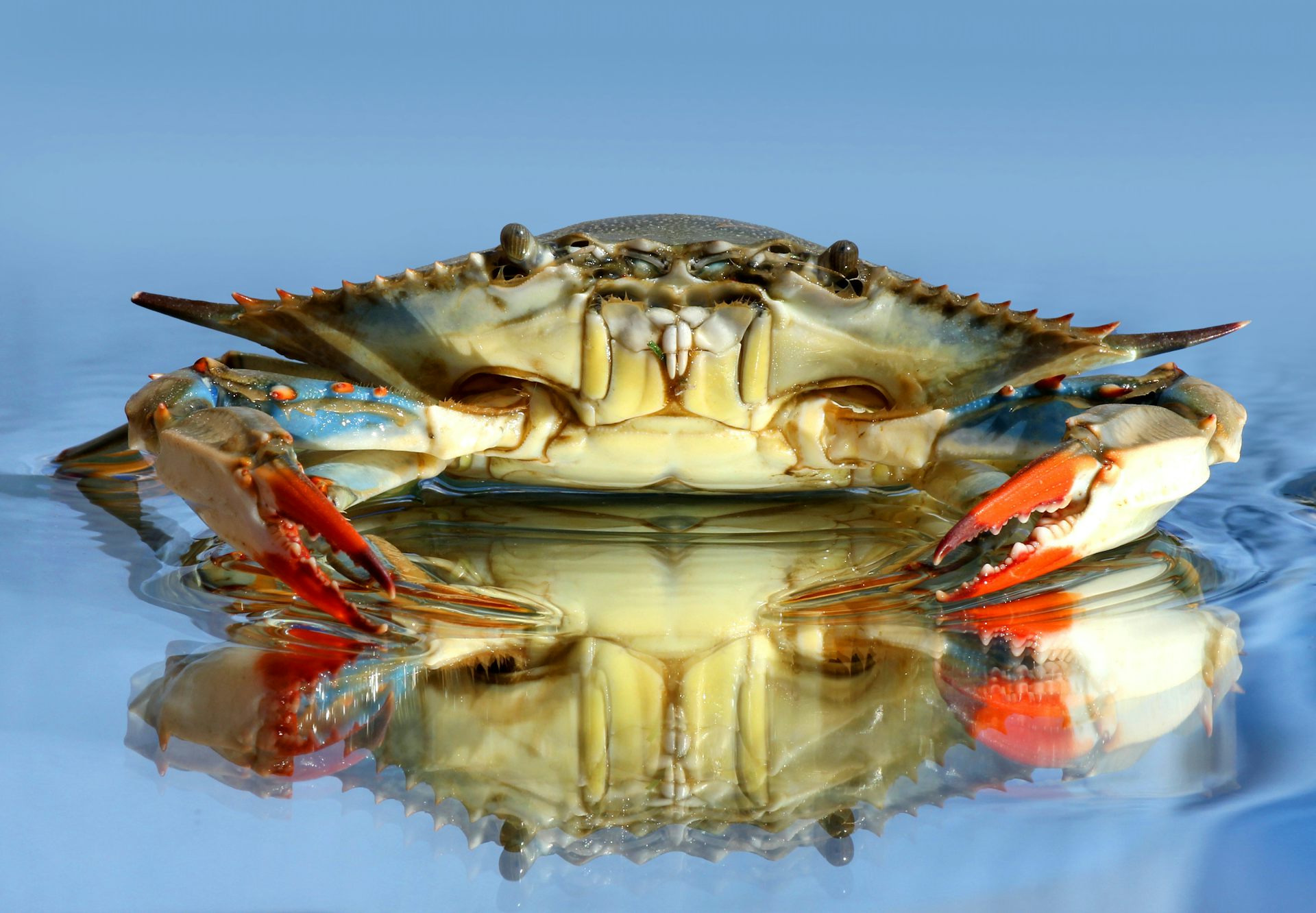 feed and grow fish crab