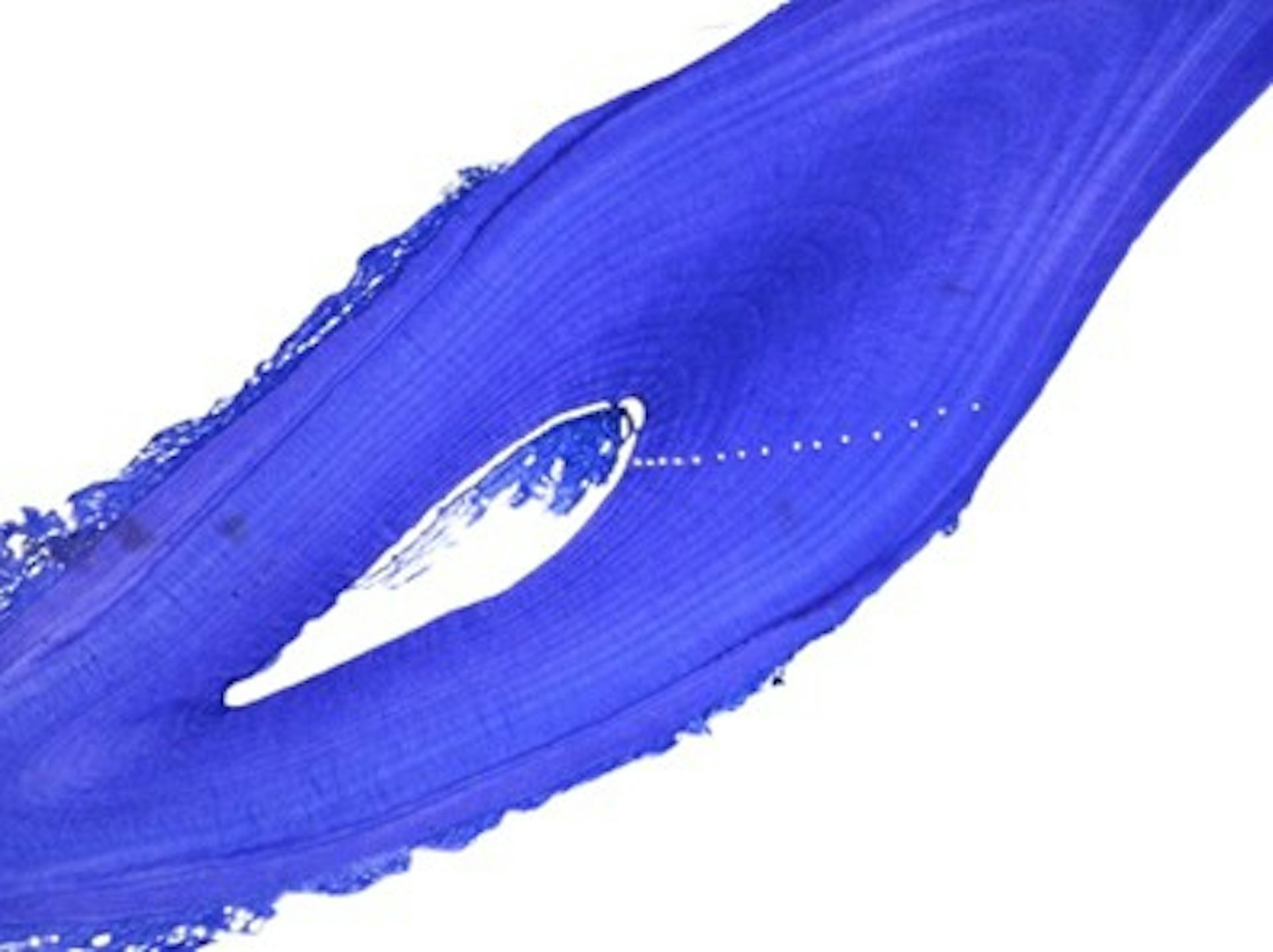 A microscope image of a slide of a common dolphin tooth, with yellow dots marking growth layers.