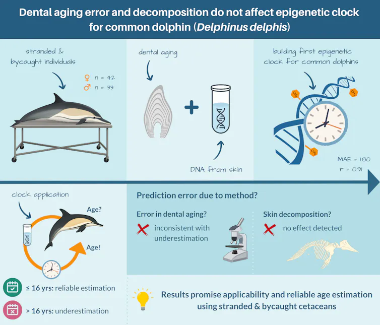 An illustration showing how the research team addressed
