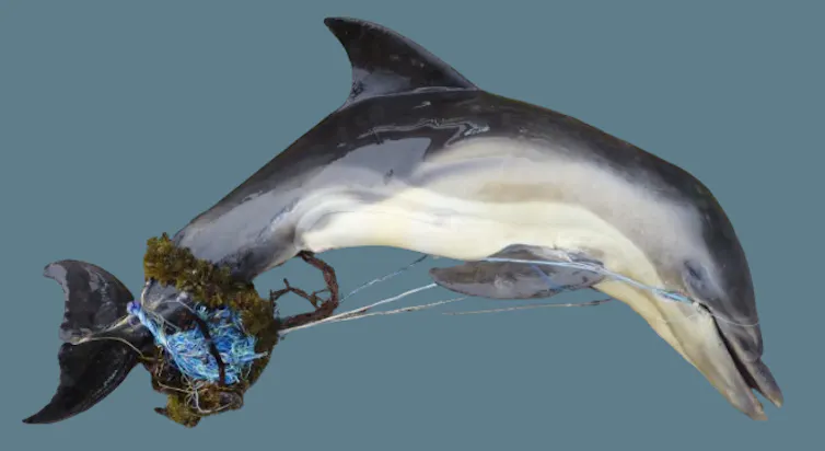 A common dolphin entangled in fishing line.