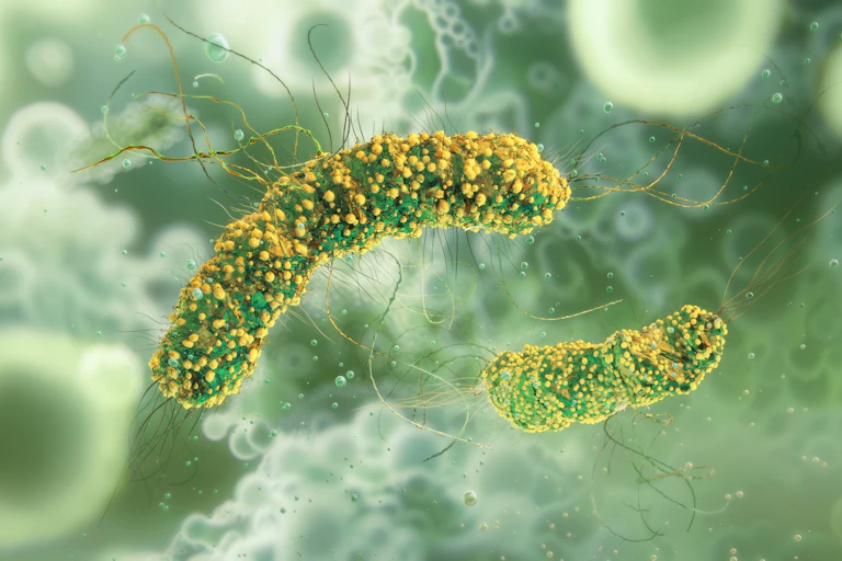 Listeria monocytogenes bacteria