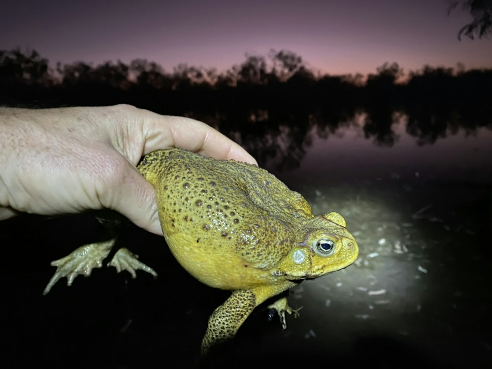 A person holds a large green cane toad.