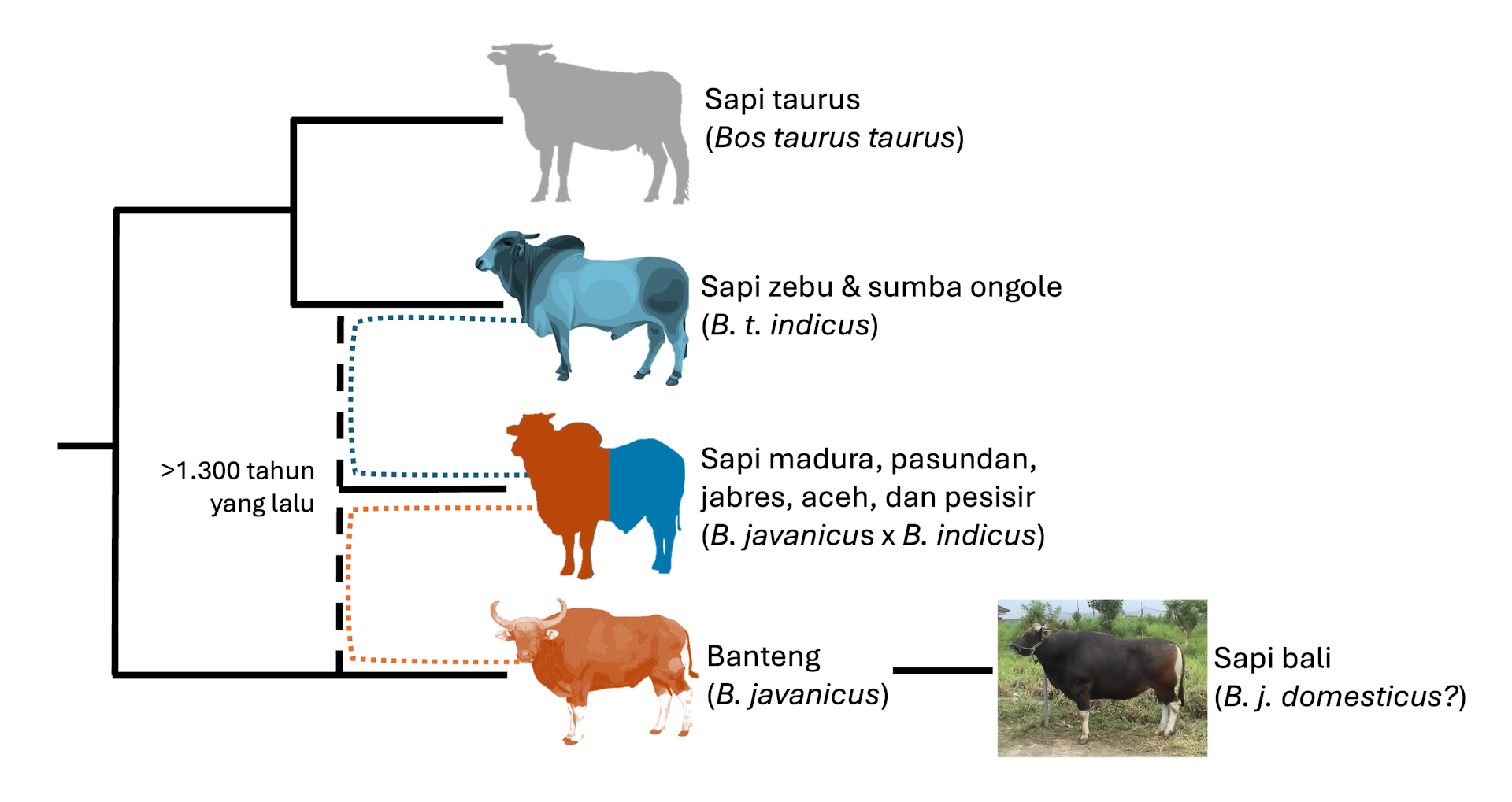 Pohon filogenetik empat jenis sapi yang menunjukkan sapi taurus dan sapi zebu dalam satu cabang dan banteng dan sapi bali di luar kelompok itu, lalu sapi Indonesia yang memiliki percampuran di antara sapi zebu dan banteng.
