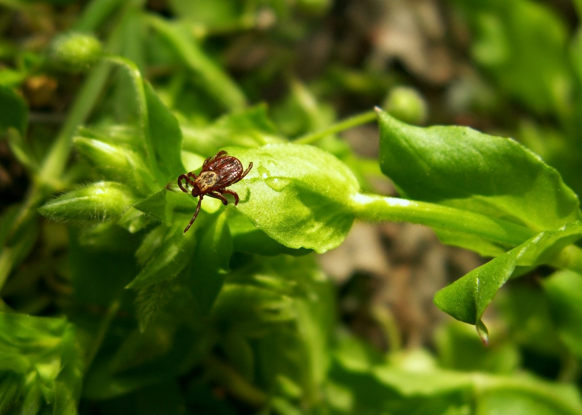 Une tique prête à s’accrocher au premier animal ou personne qui passera à proximité d'elle.