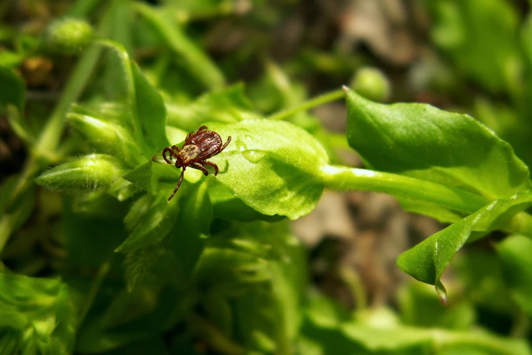 Une tique prête à s’accrocher au premier animal ou personne qui passera à proximité d'elle.