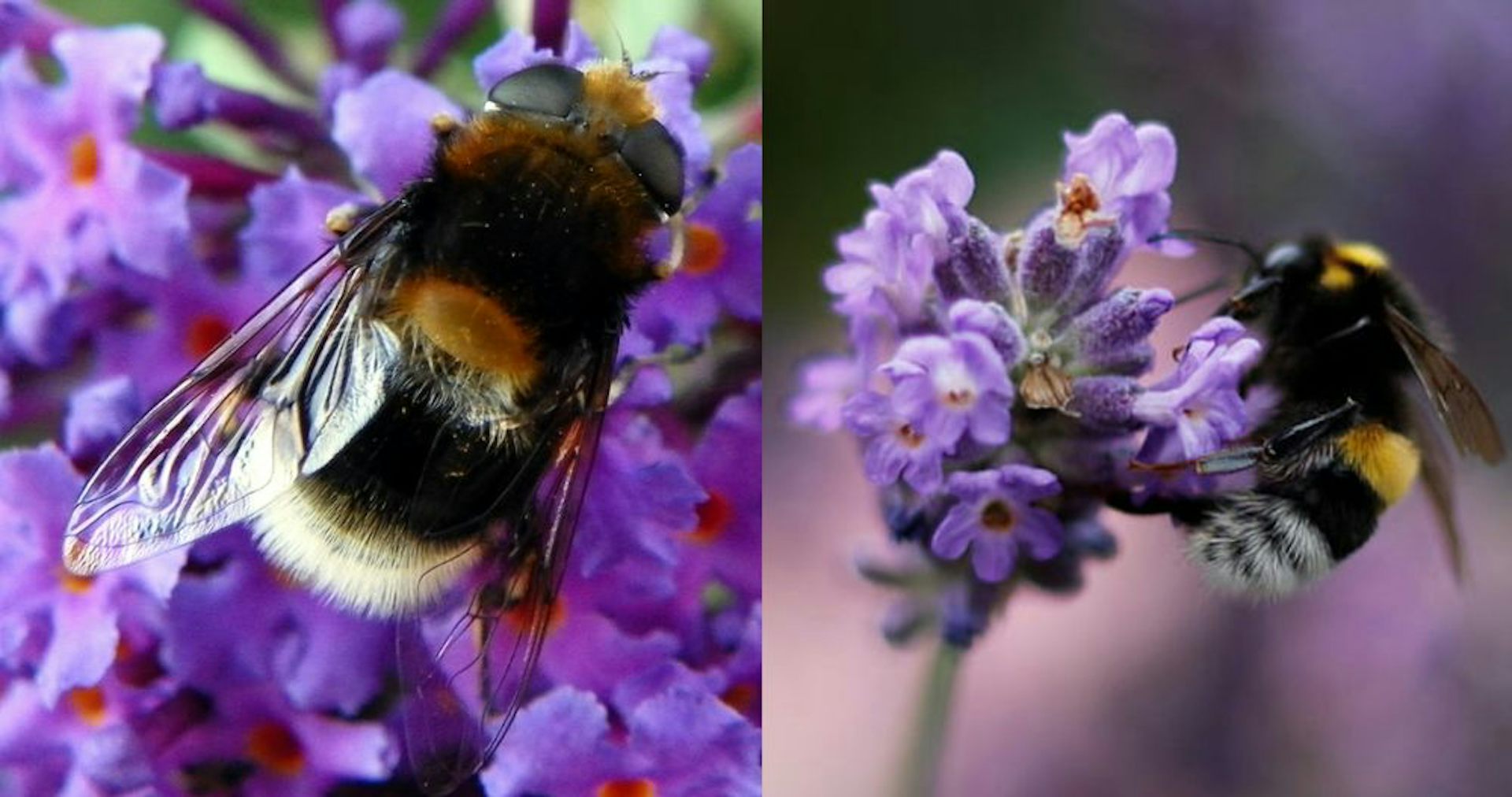the insects that cosplay bumblebees