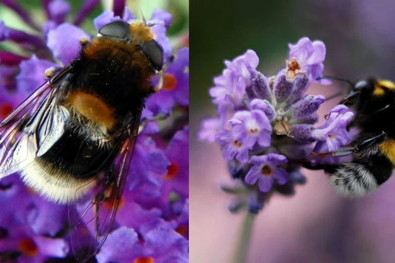 Bee-mimicking hoverfly (Eristalis intricarius) on a purple flower. Right: bumblebee, also on purple flower.