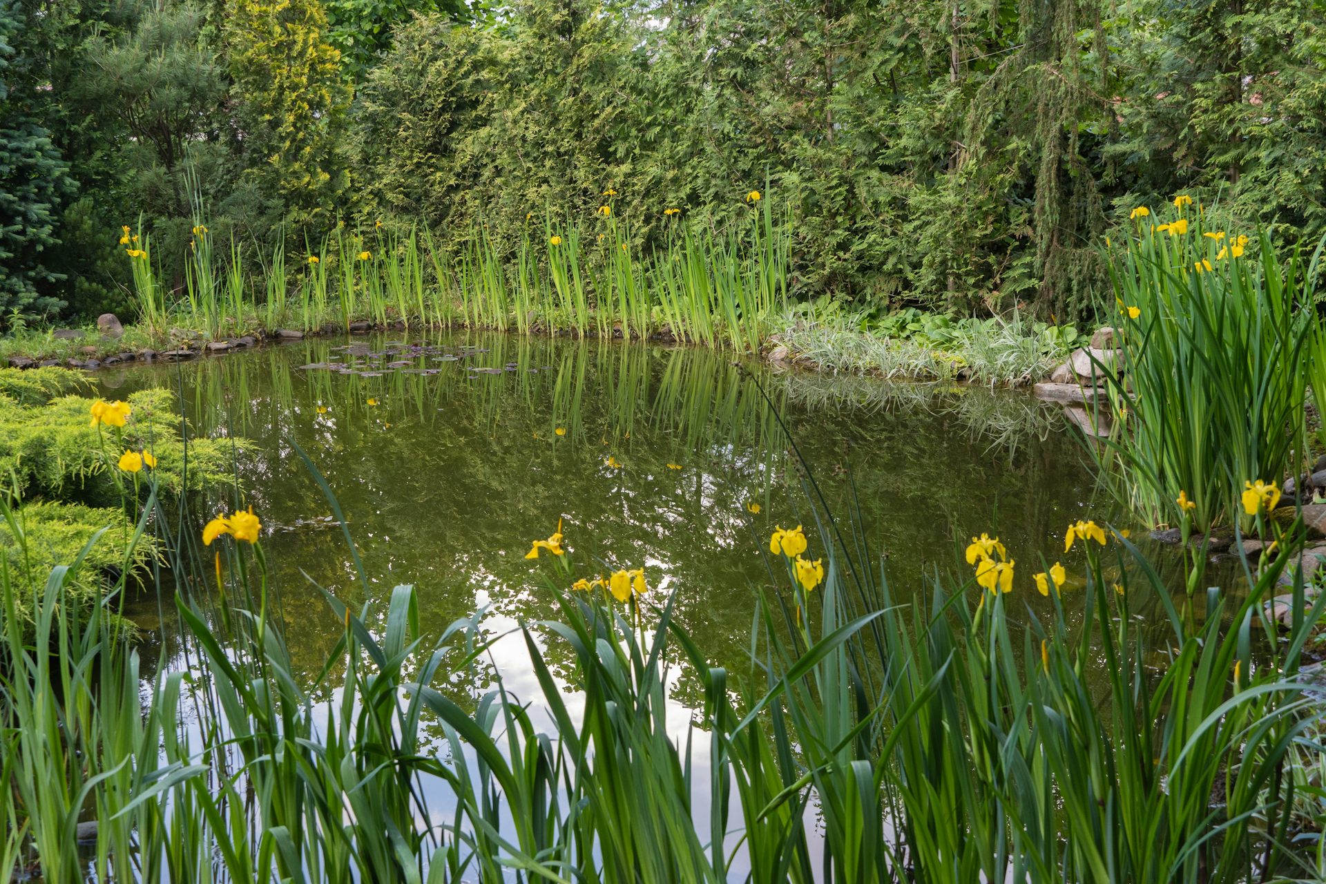 Britain’s ponds are disappearing – here’s why restoring them is vital for wildlife and climate resilience