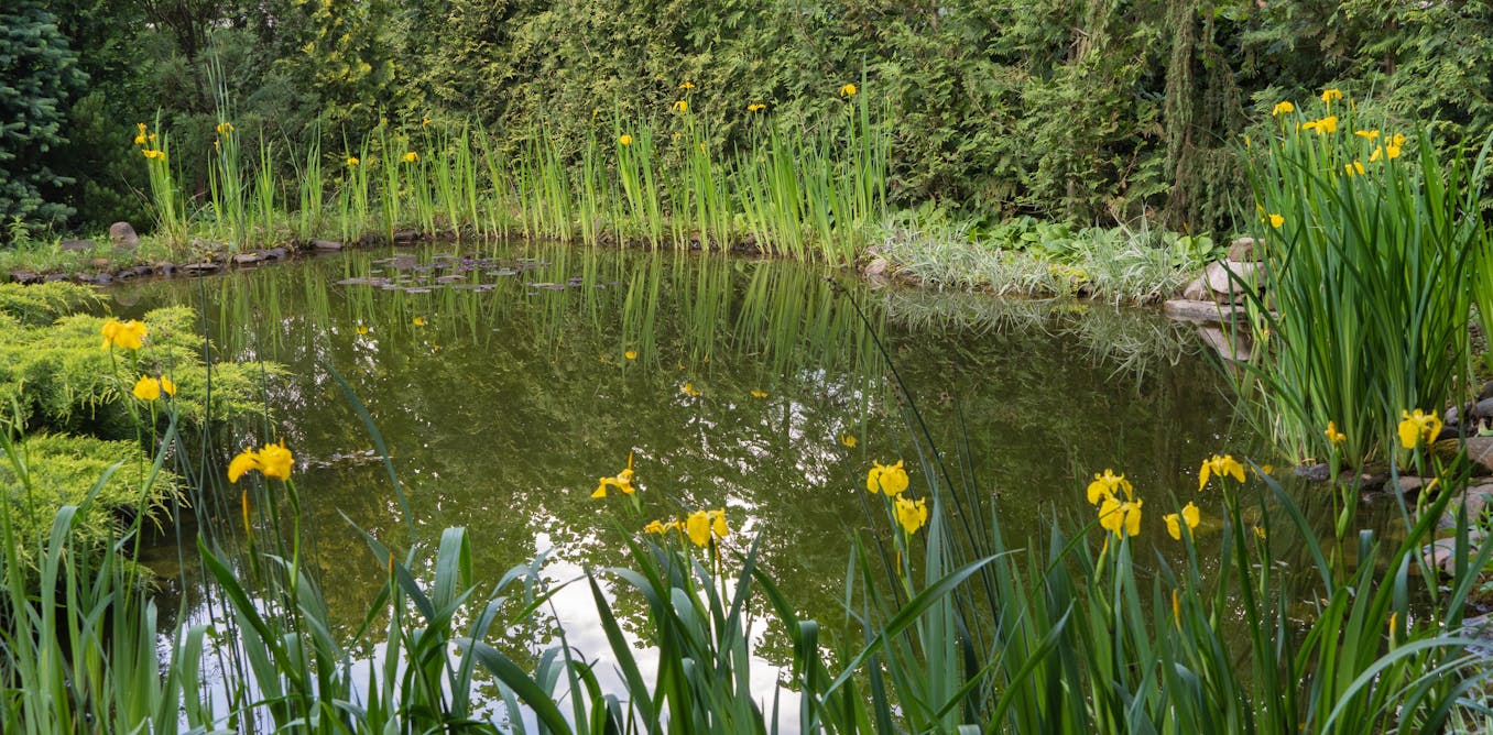 Britain’s ponds are disappearing – here’s why restoring them is vital for wildlife and climate resilience Britain’s ponds are disappearing – here’s why restoring them is vital for wildlife and climate resilience