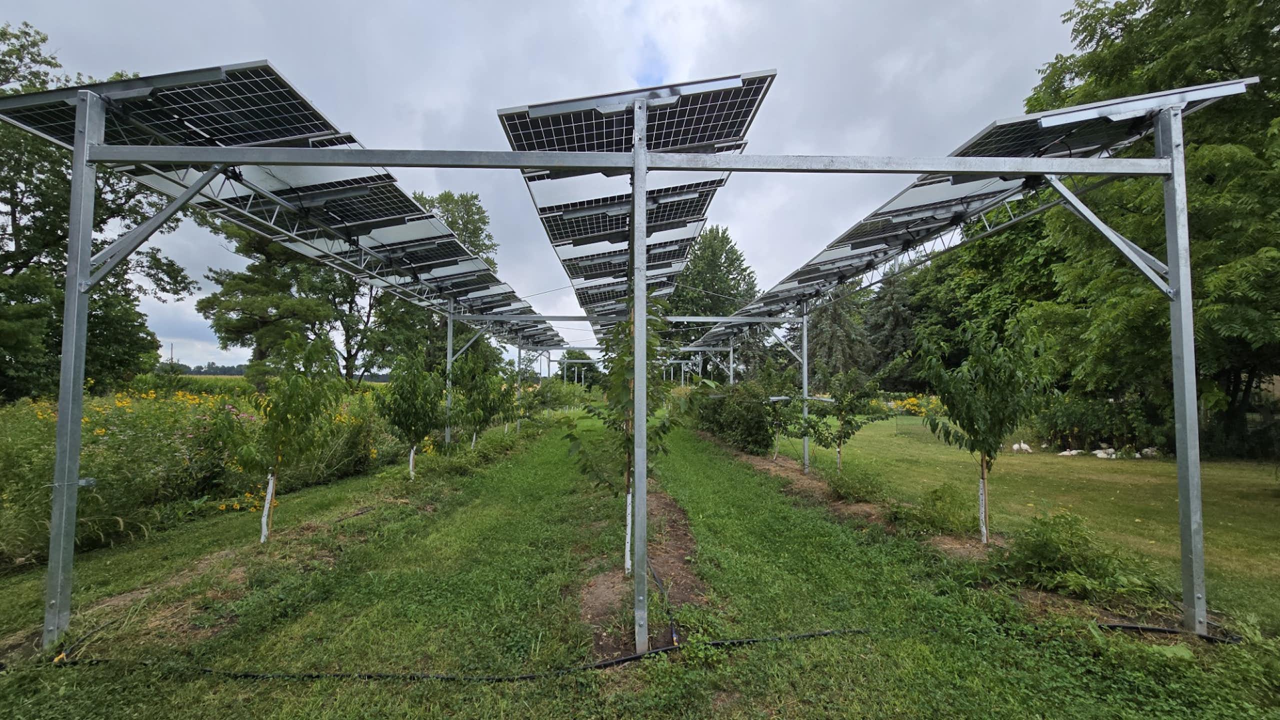 Solar panels over rows of crops.