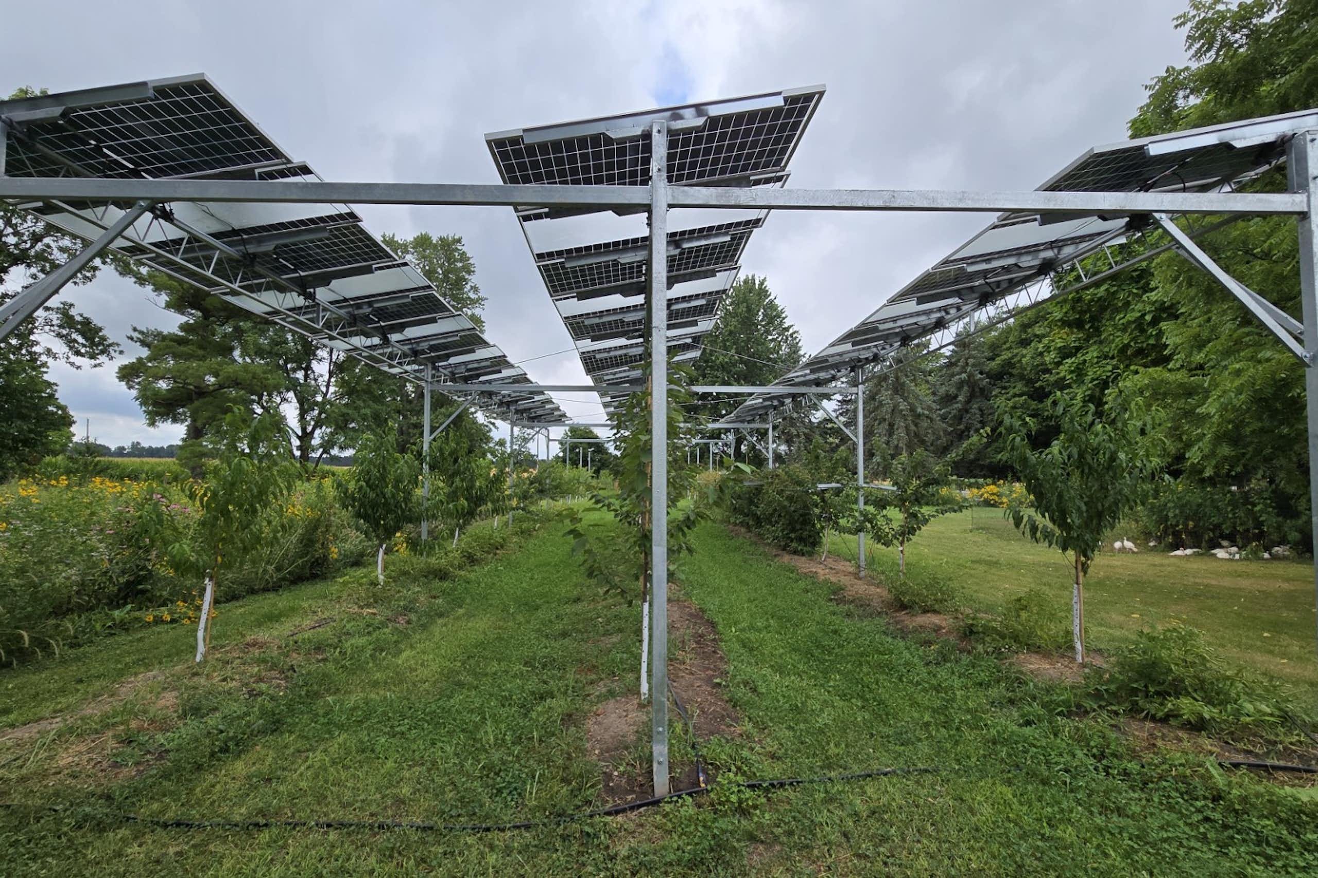 Solar panels over rows of crops.