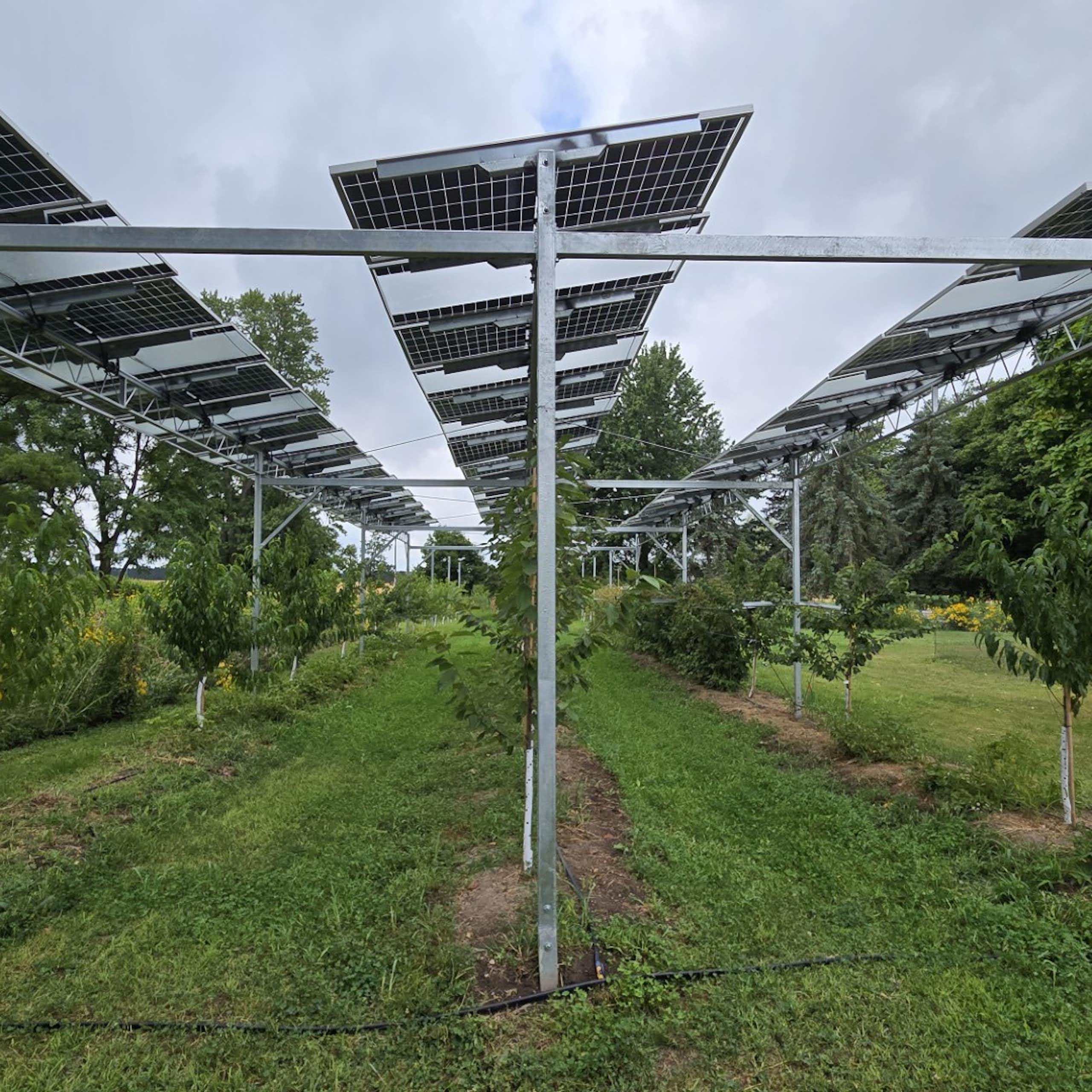 Solar panels over rows of crops.