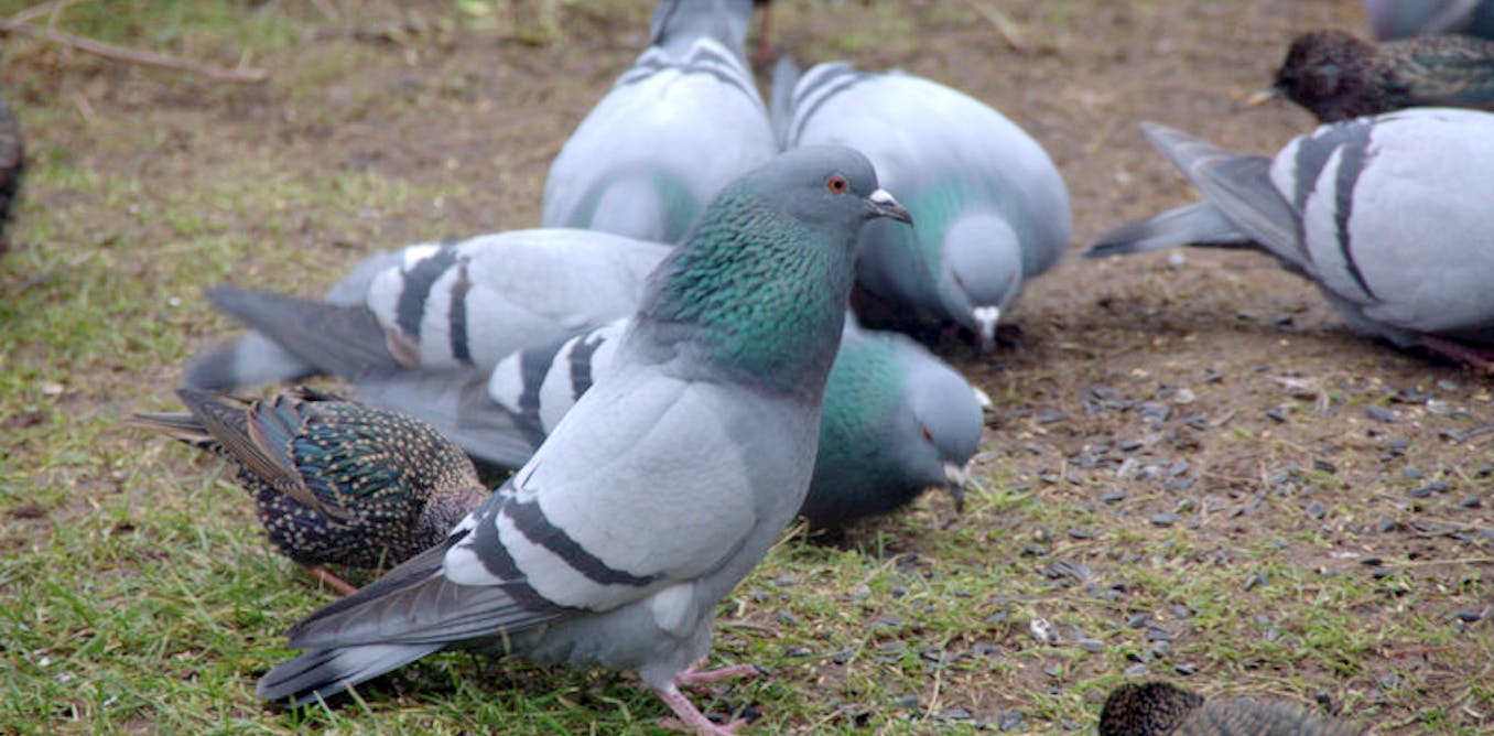 What I’ve learned from studying the wild pigeon What I’ve learned from studying the wild pigeon