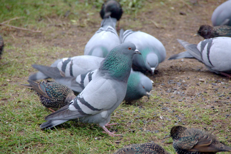 Rock doves and starlings feeding on seeds.
