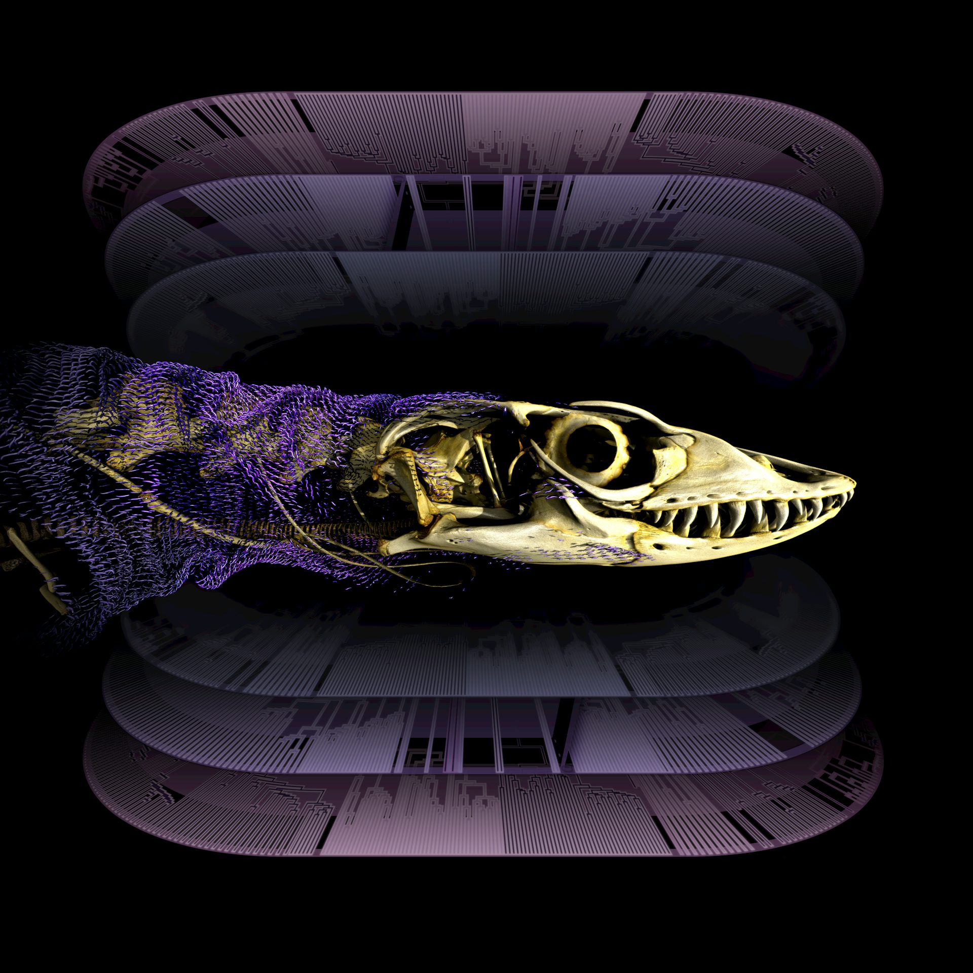 A centuries-old debate on how reptiles keep evolving skin bones is finally settled