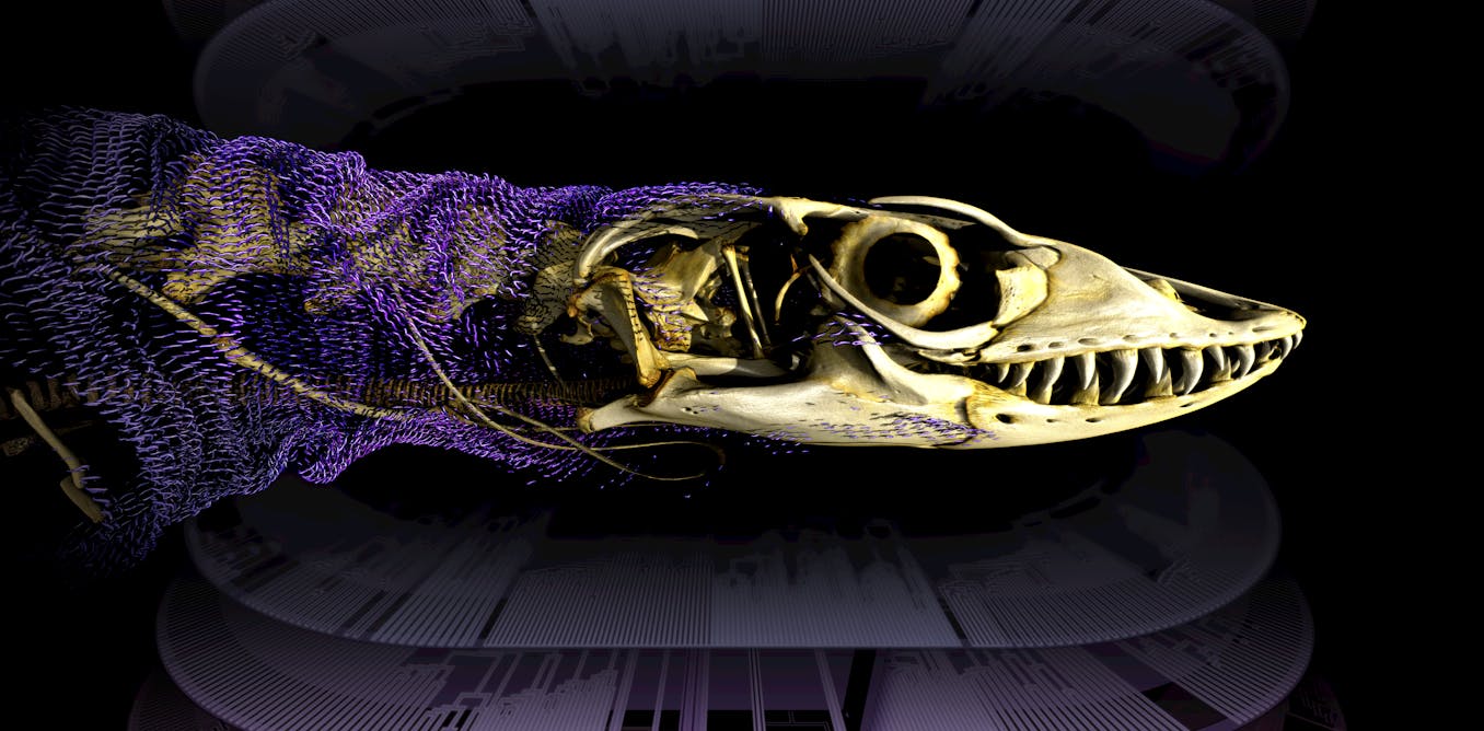 A centuries-old debate on how reptiles keep evolving skin bones is finally settled A centuries-old debate on how reptiles keep evolving skin bones is finally settled