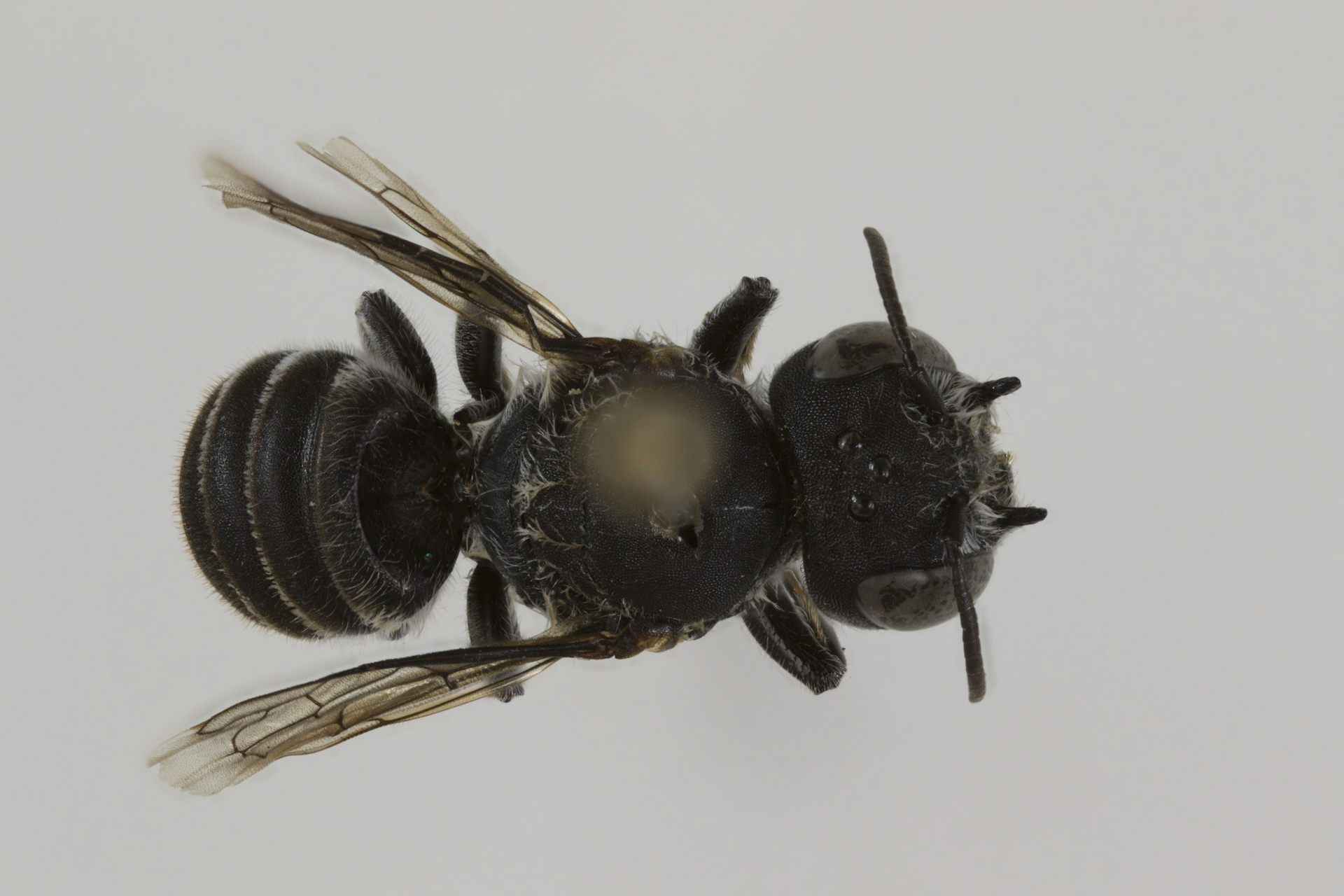 I discovered a new Australian native bee, but there are still hundreds we need to identify