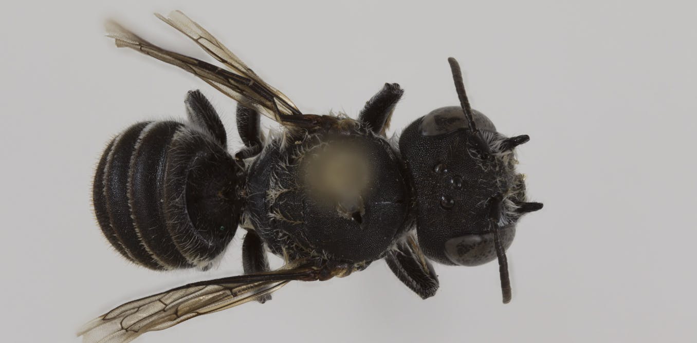 I discovered a new Australian native bee, but there are still hundreds we need to identify I discovered a new Australian native bee, but there are still hundreds we need to identify