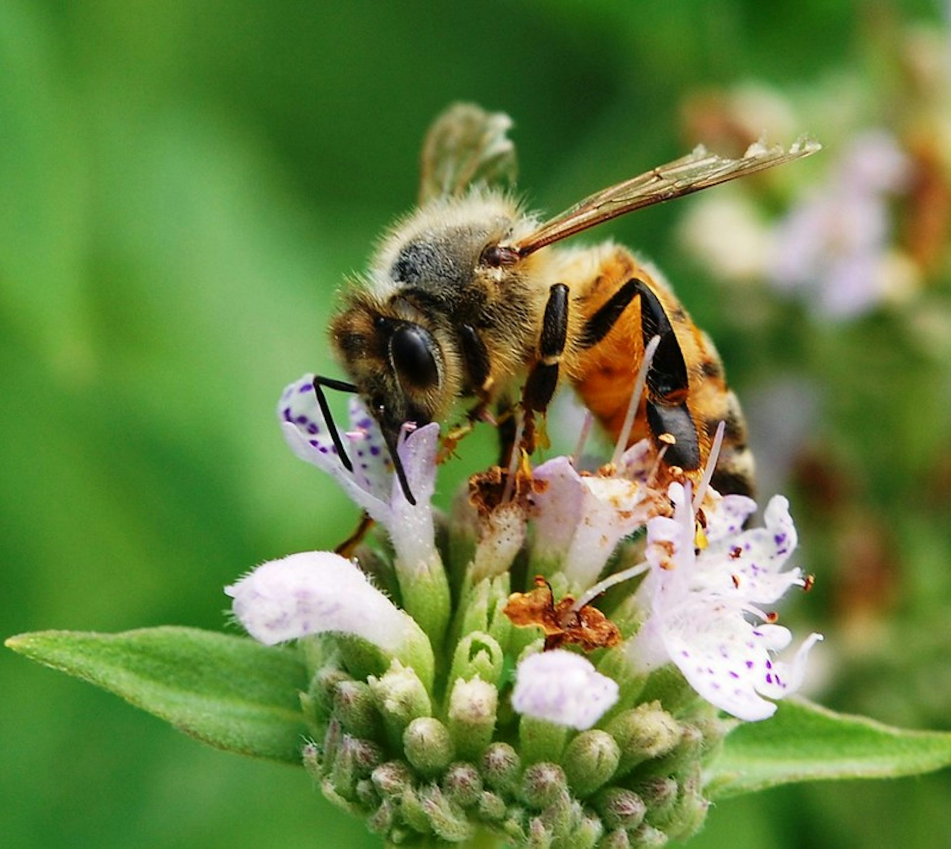 A honeybee sits on a mauve flower