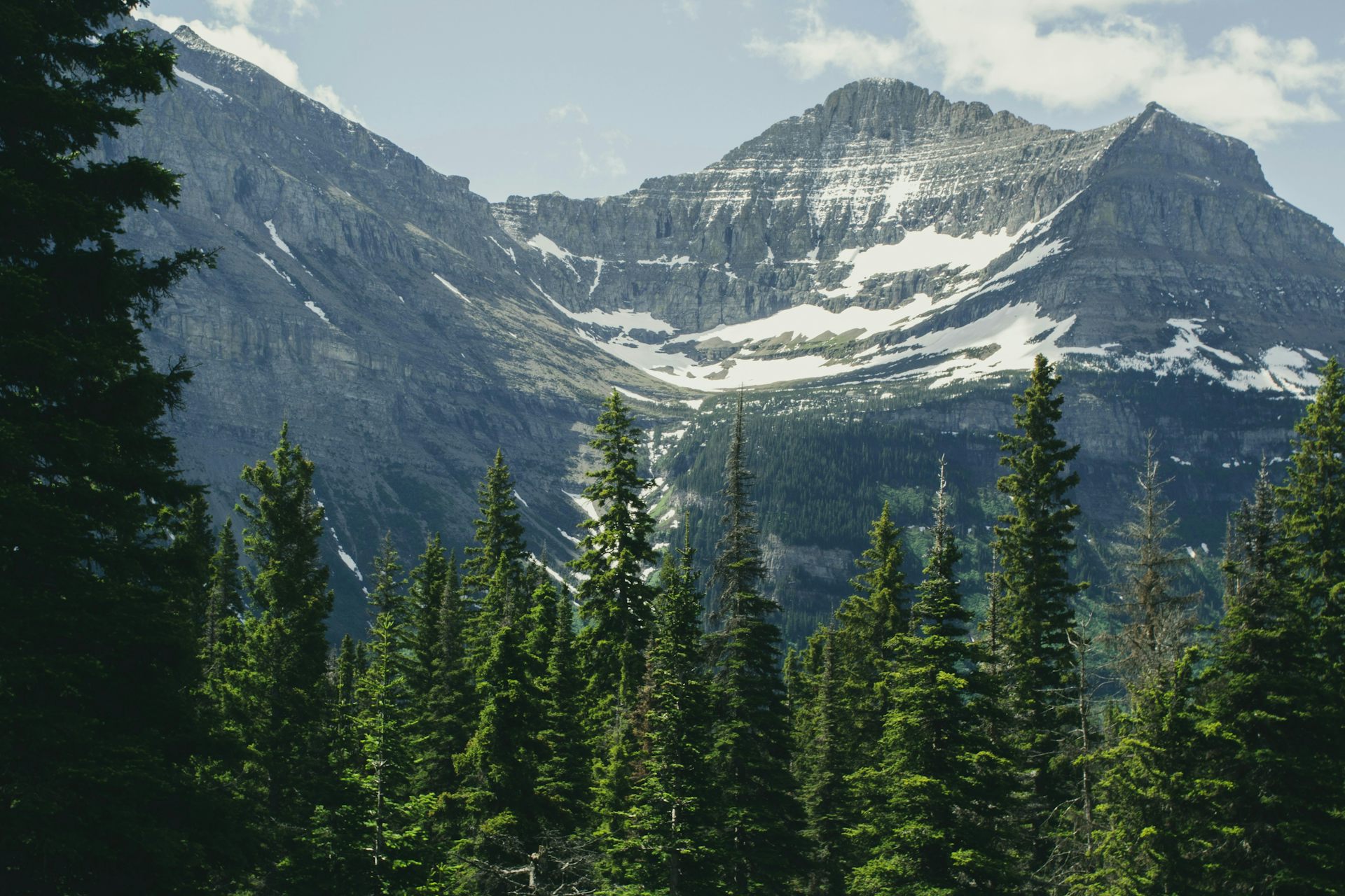 Forest with snowy mountain peaks behind