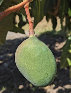 Mango fruit with pedicel
