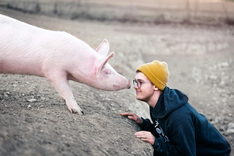 Un cochon fait face à un garçon.