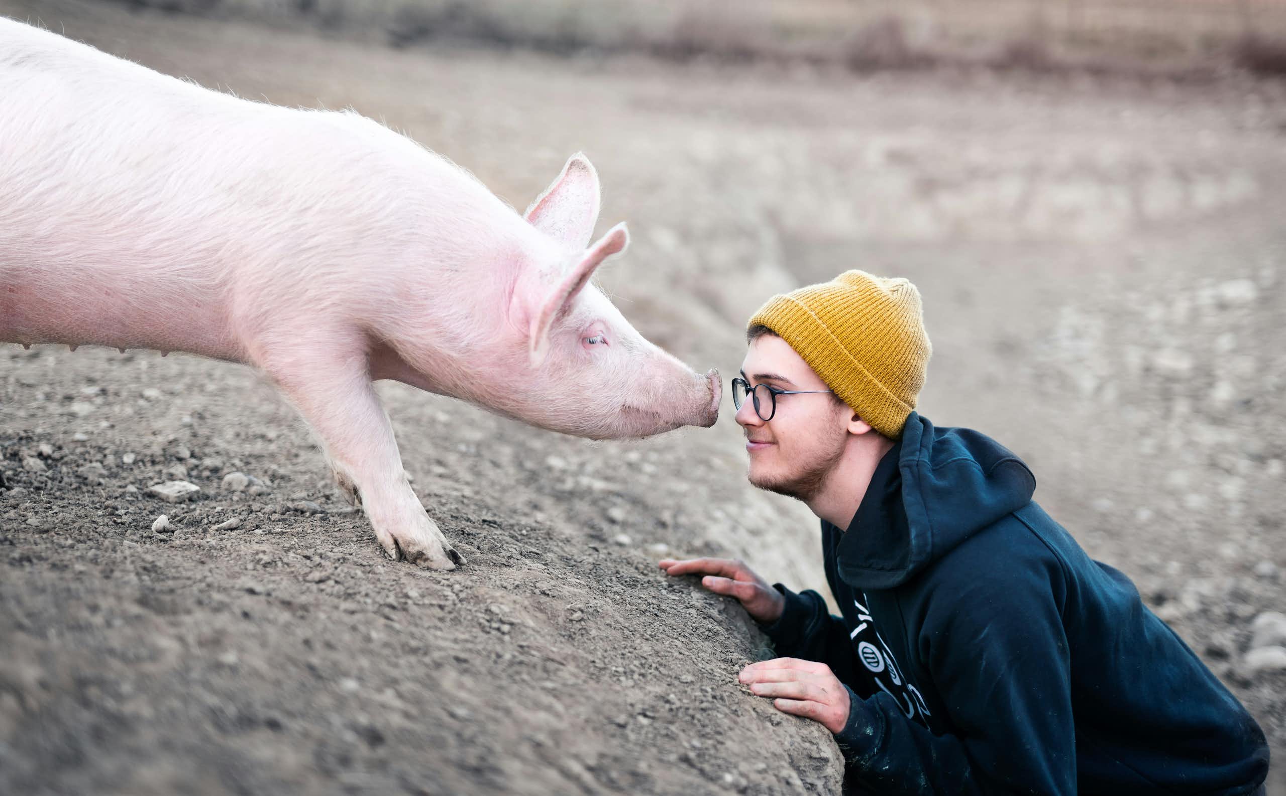 Un cochon fait face à un garçon.