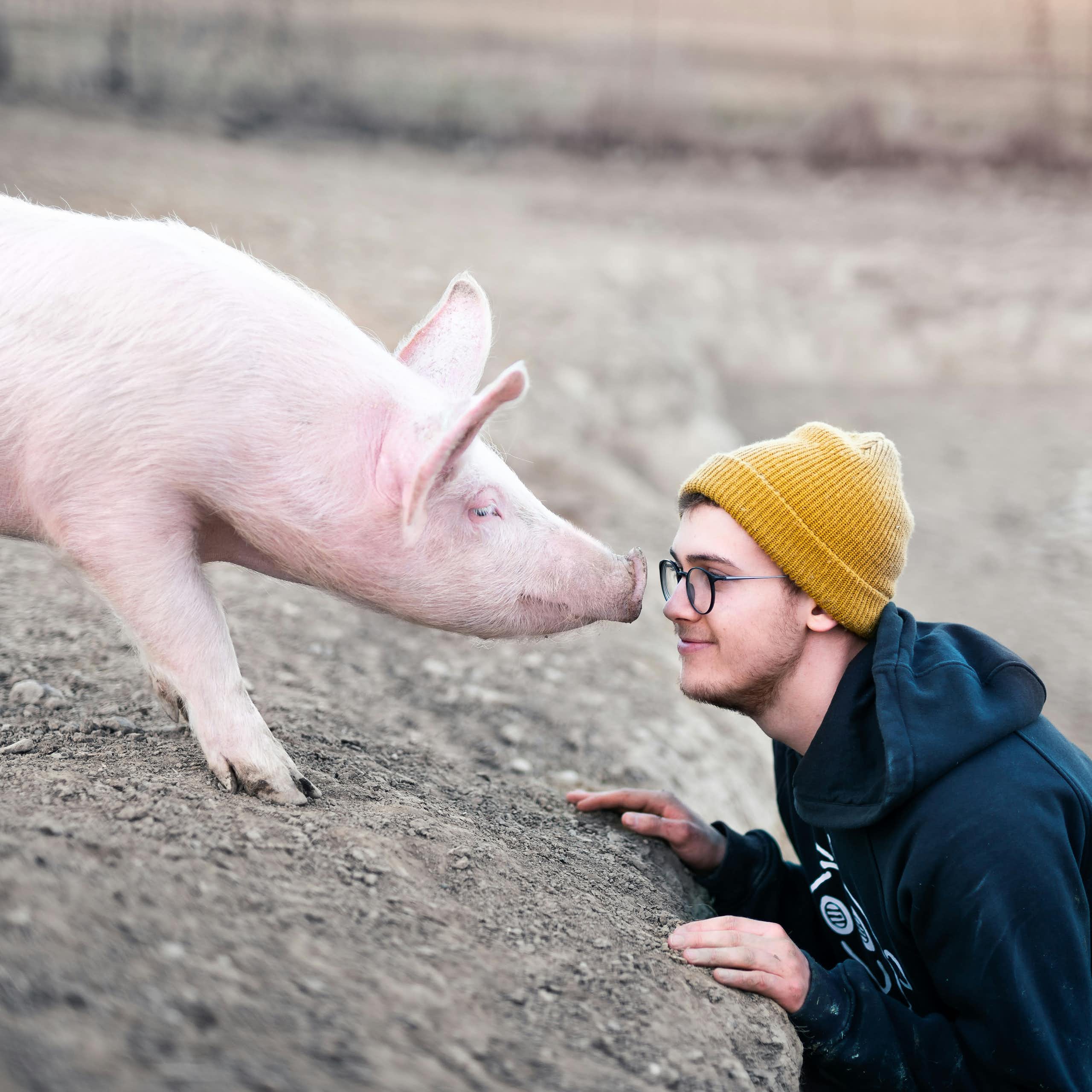 Un cochon fait face à un garçon.