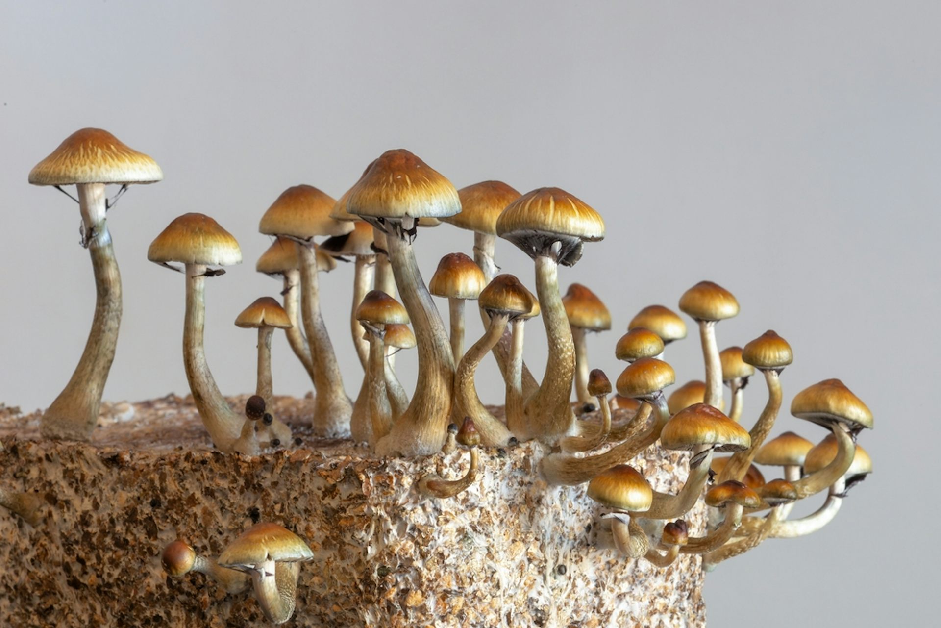 Psychedelic mushrooms growing in a substrate.