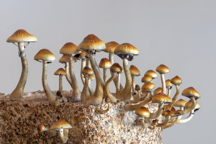 Psychedelic mushrooms growing in a substrate.