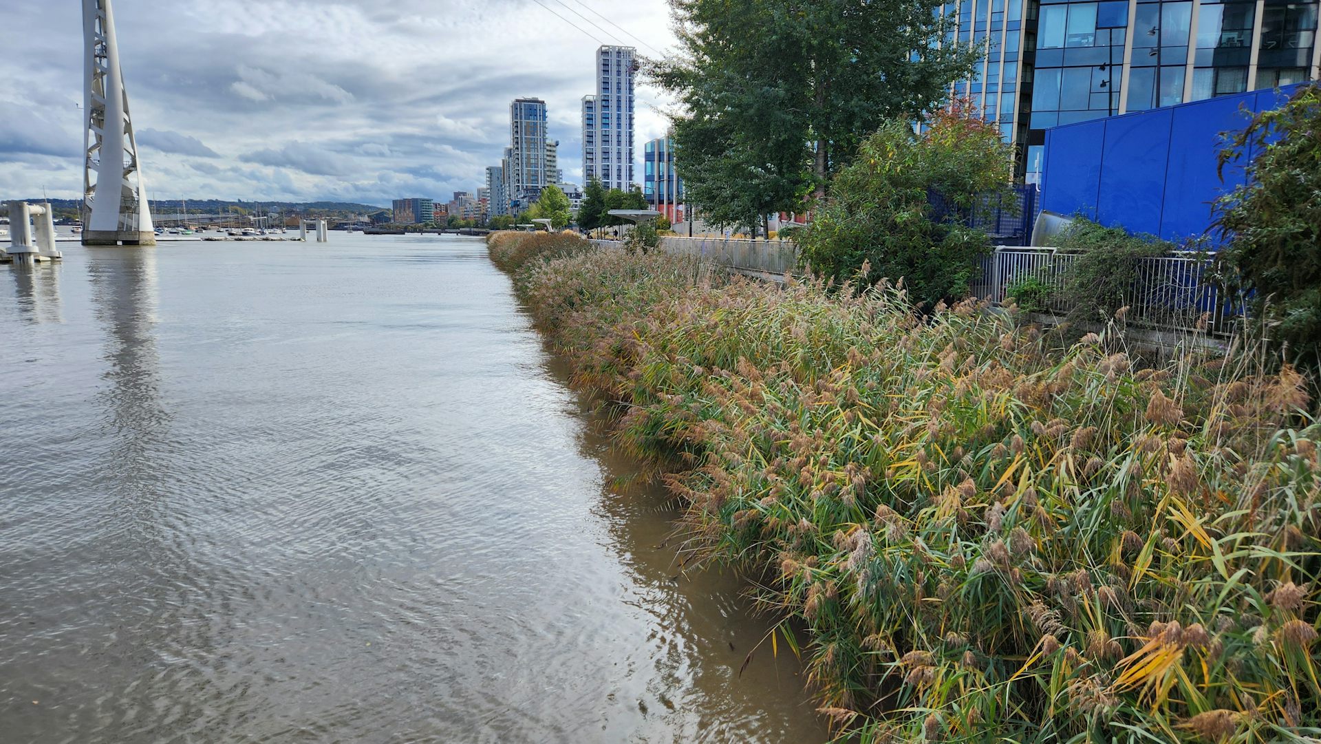 reeds growing by edge of river with buildings in city