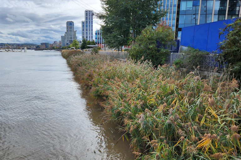 reeds growing by edge of river with buildings in city