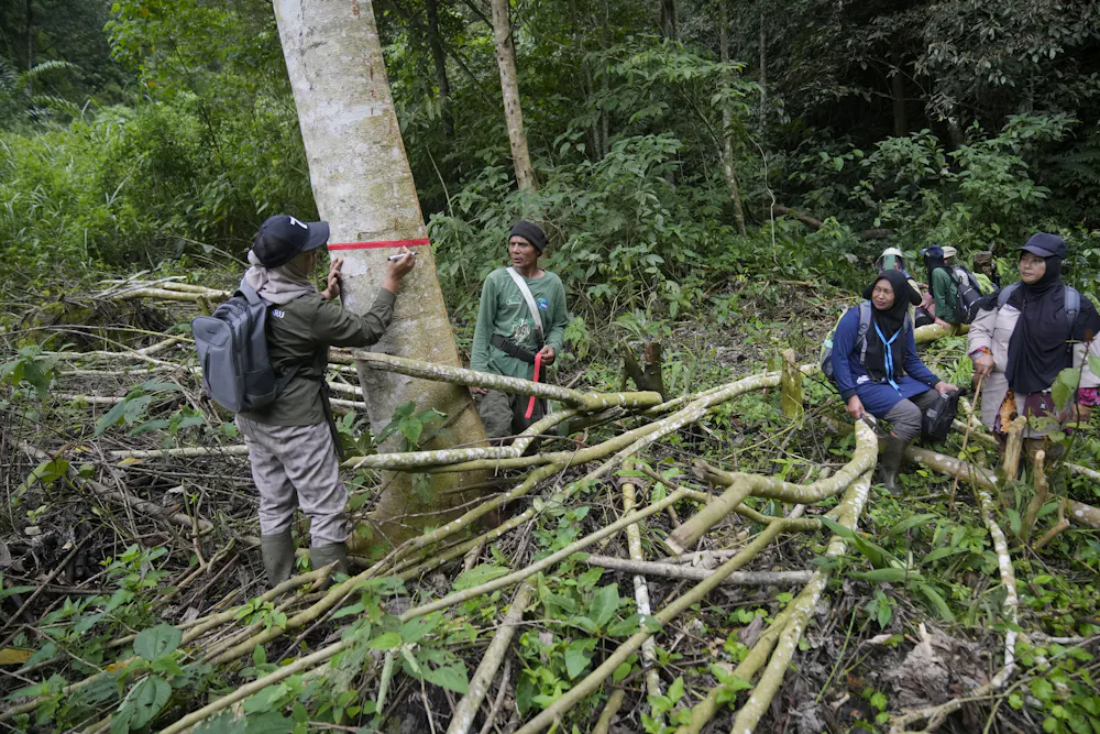 Forst Make A bold new investment fund aims to channel billions into tropical ...