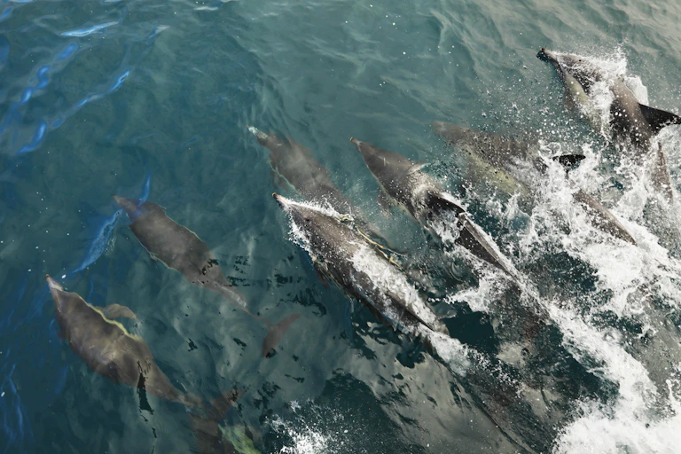A pod of common dolphins