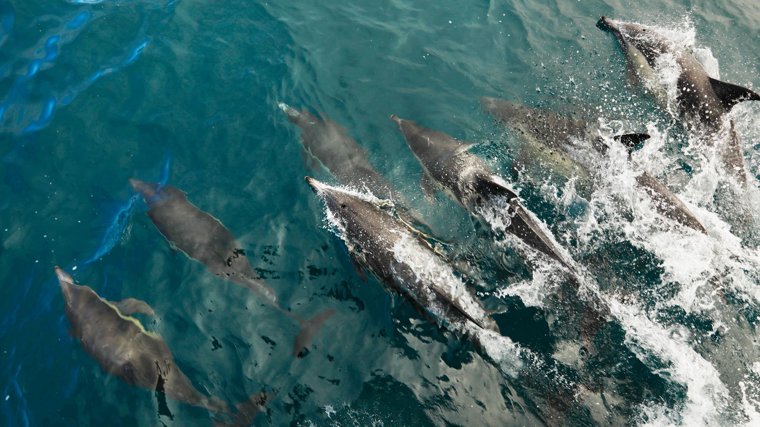 A pod of common dolphins