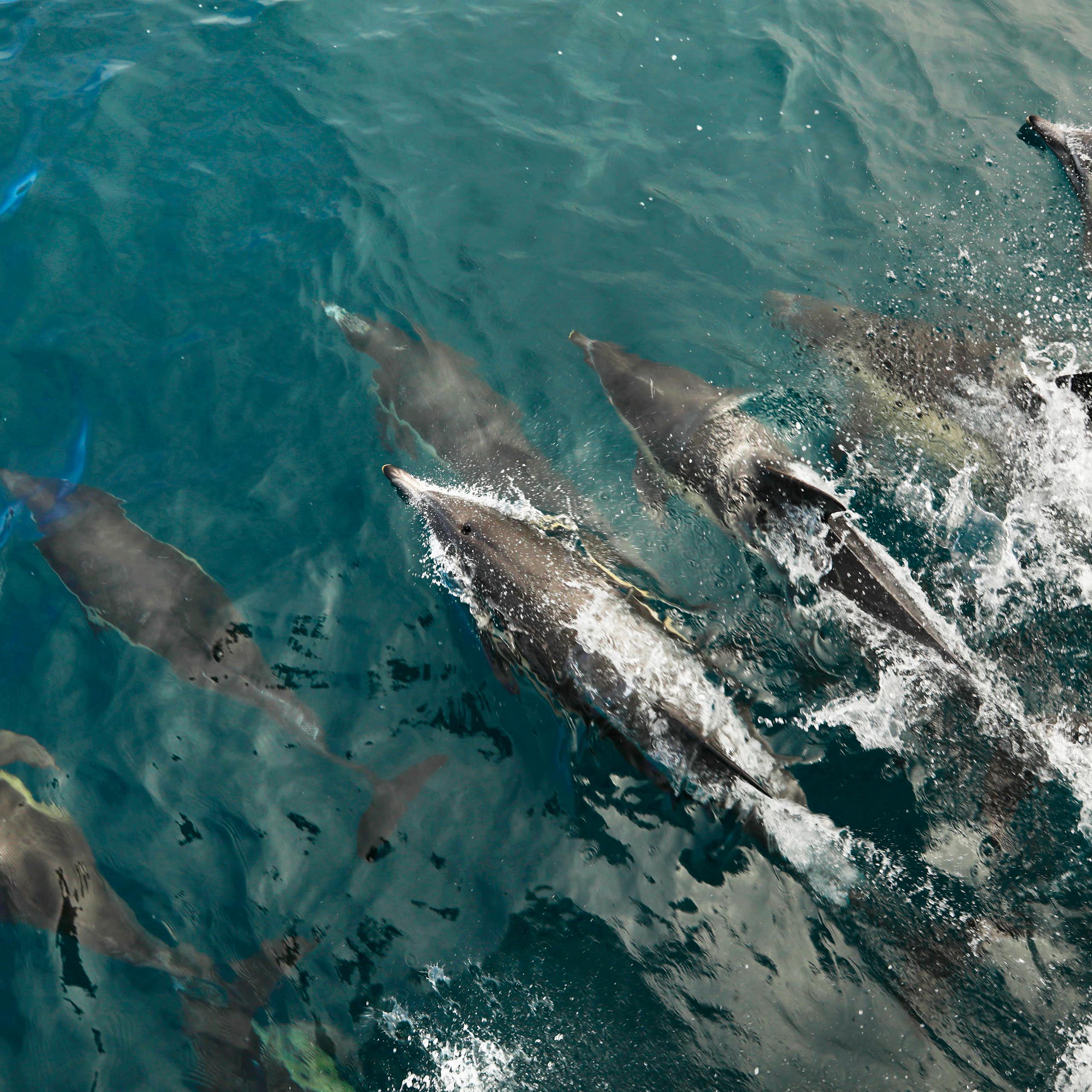 A pod of common dolphins