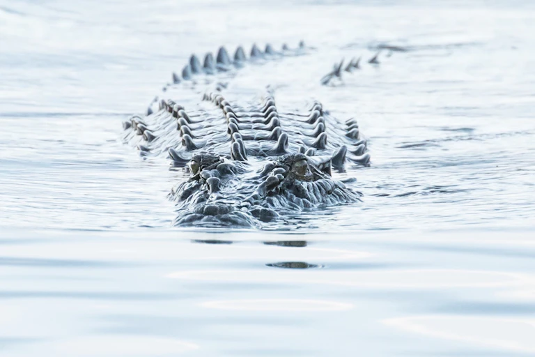 A crocodile swimming through still water.