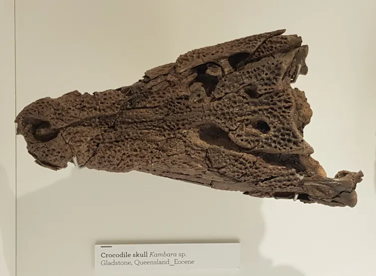 A brown, pointed skull.