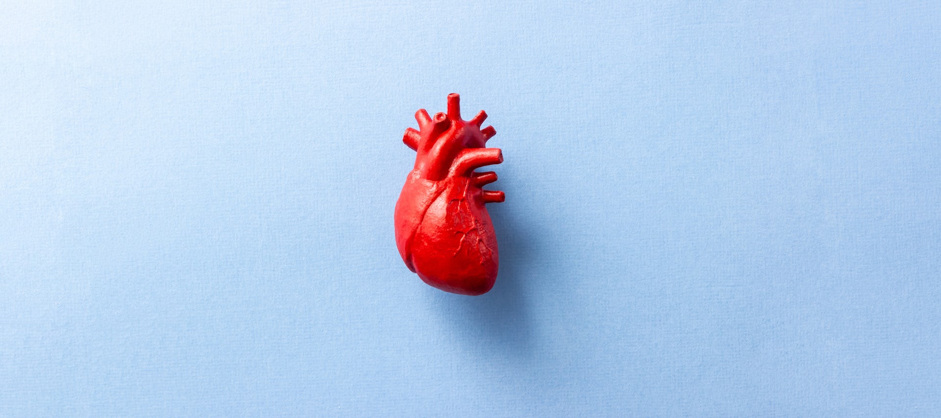 Model of a human heart on a blue background.