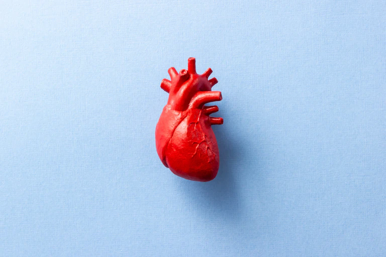 Model of a human heart on a blue background.