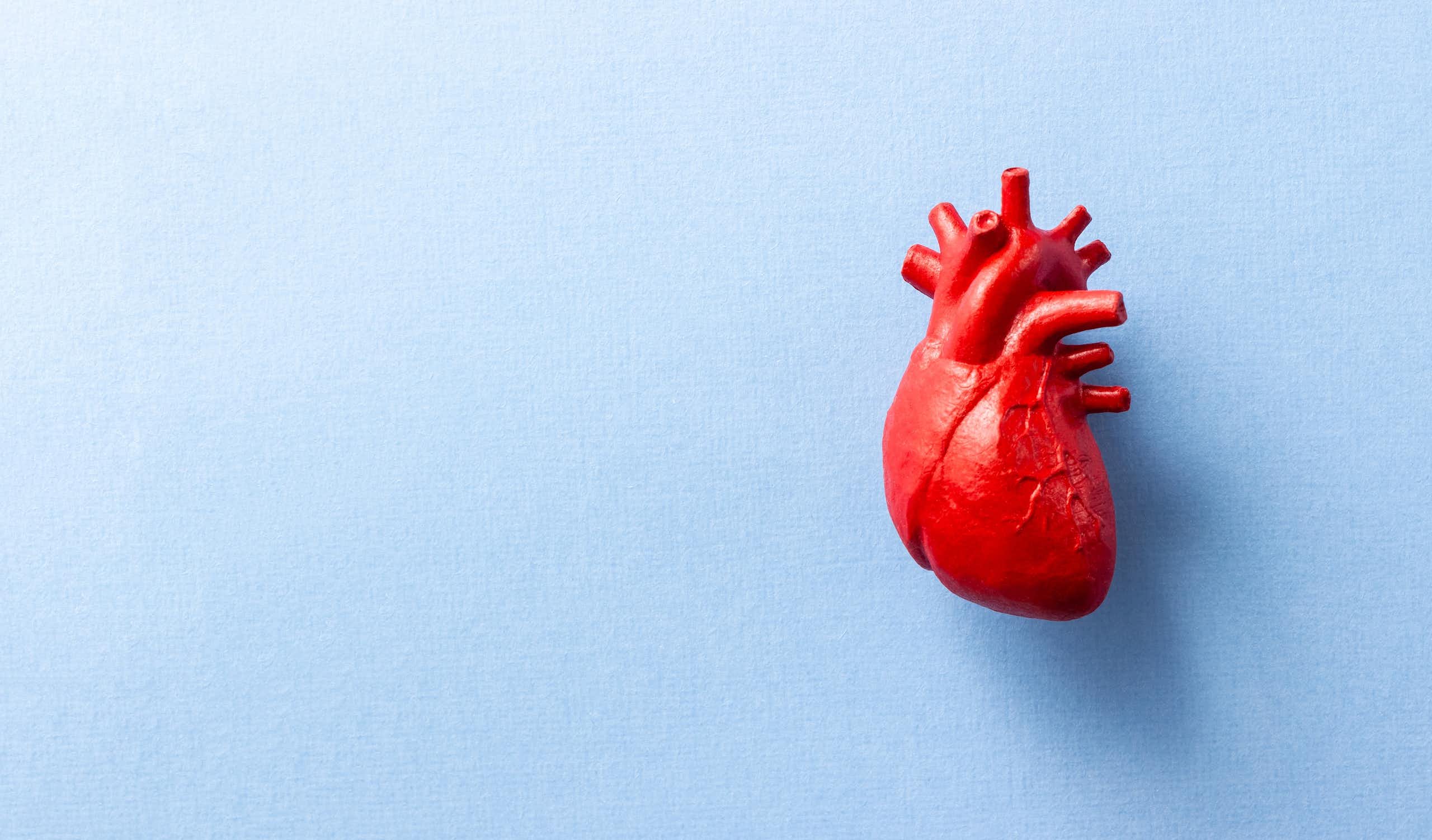Model of a human heart on a blue background.