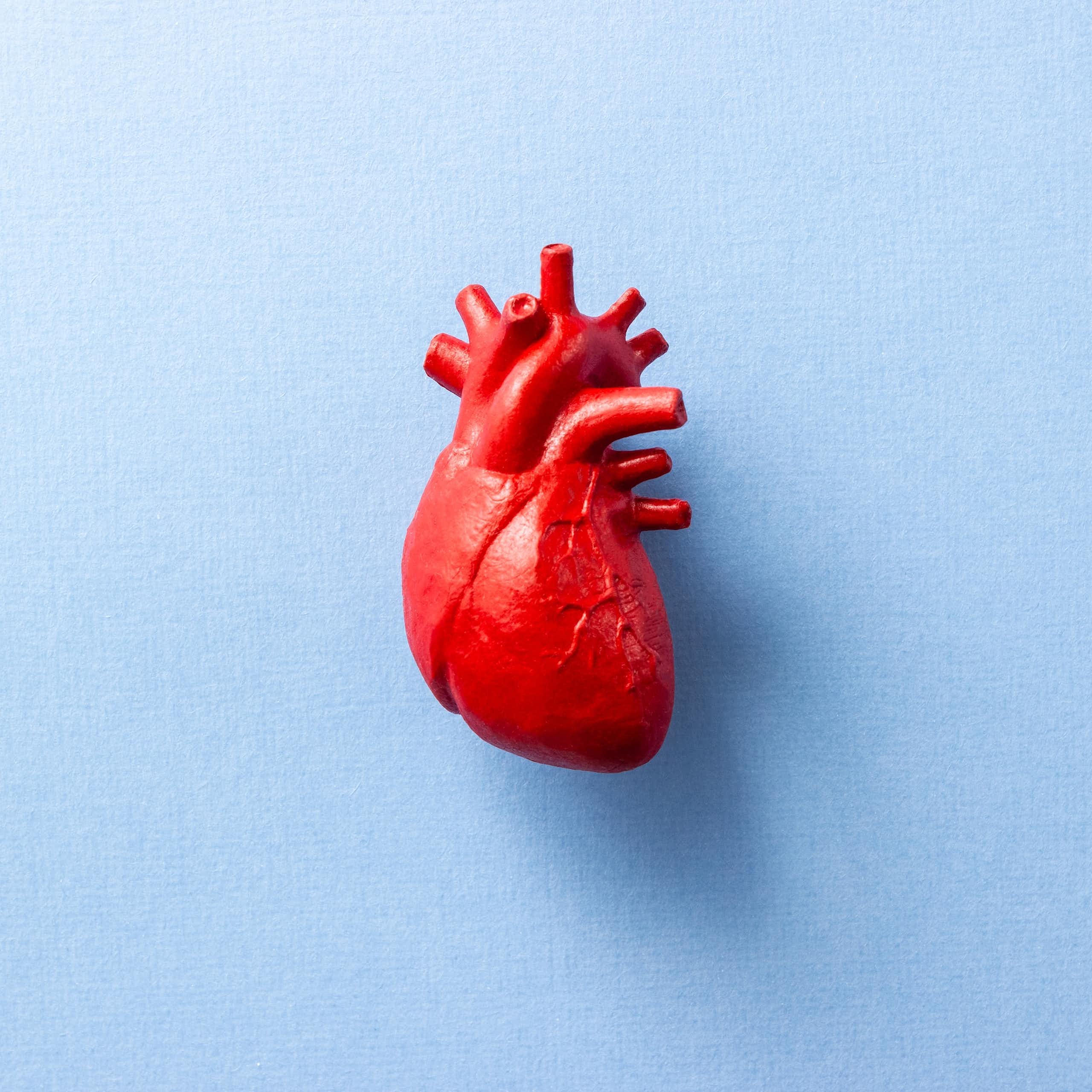Model of a human heart on a blue background.