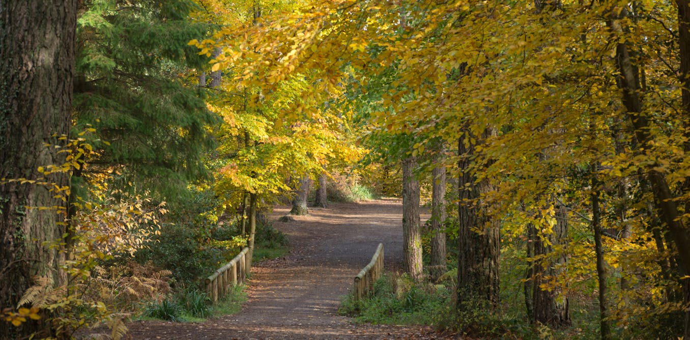 How to listen to a forest How to listen to a forest