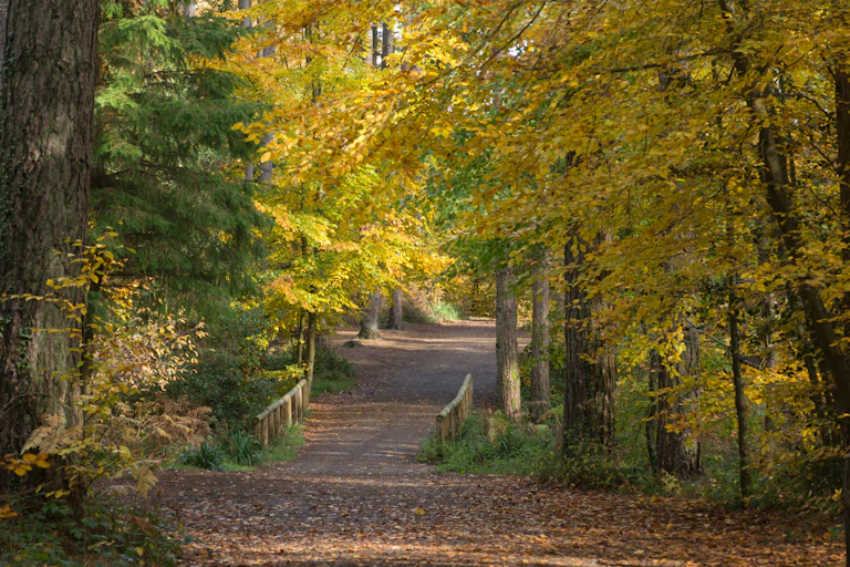 autumn leaves and woodland path