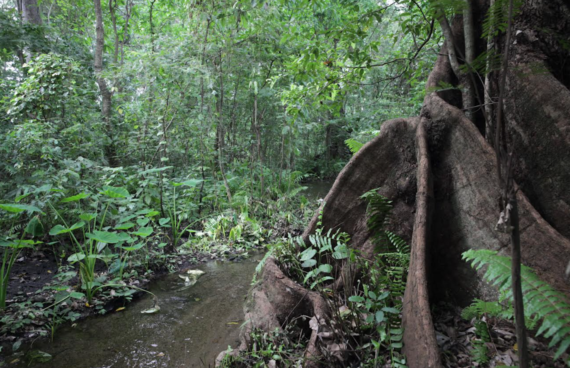 75% of Kilimanjaro's natural plants have been wiped out – and
