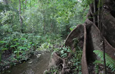 Trees and plants growing closely together in a shady environment