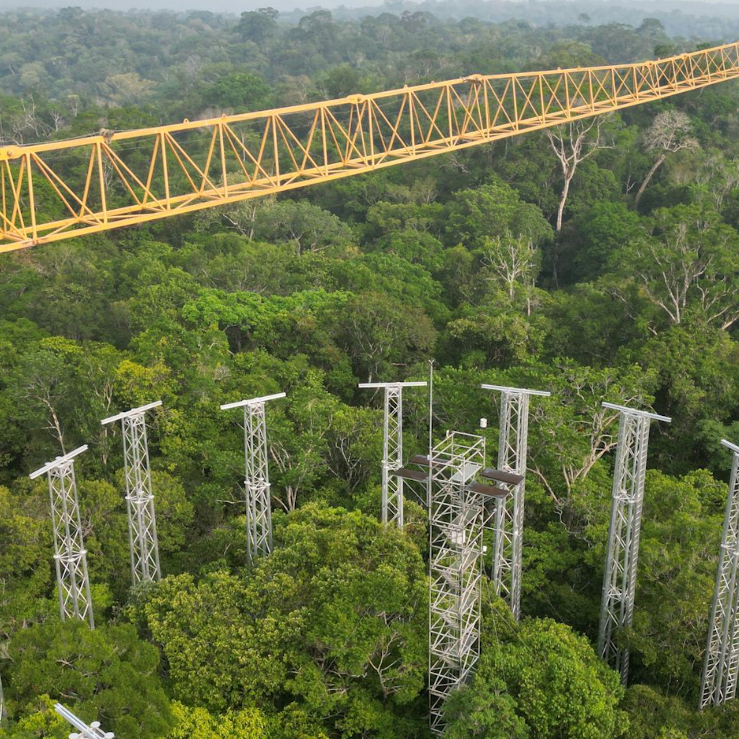 Como o programa AmazonFACE, em fase final de implantação, vai revelar como a floresta resistirá às mudanças climáticas