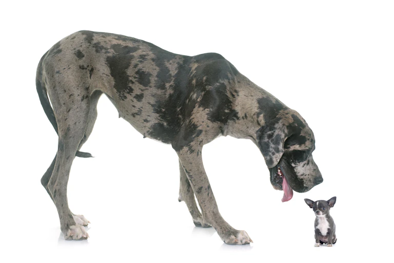 Great Dane and puppy chihuahua in front of white background.